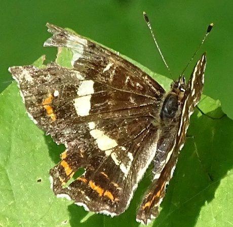 Réf. 209 949 : Araschnia levana